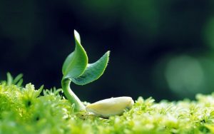 Tu là chuyển Nghiệp? Tu có chuyển được Nhân Quả không?